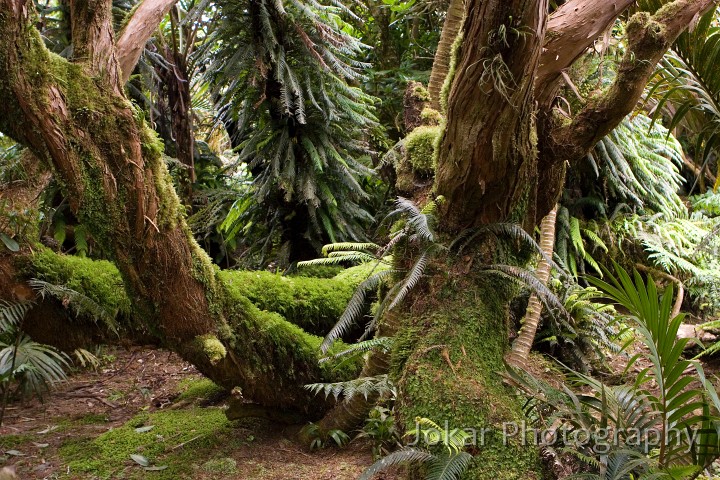 Lord Howe Island_20061211_034.jpg